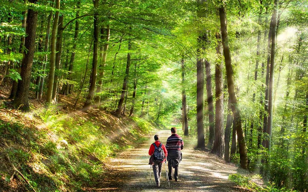 Jogging ou randonnée en forêt : attention aux tiques