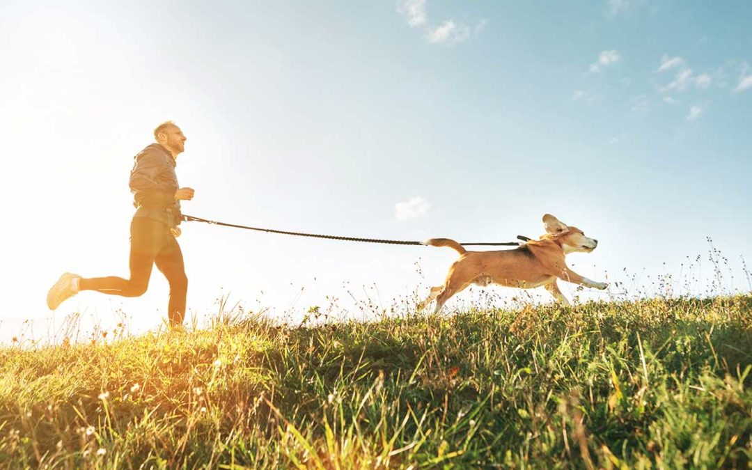 Le canicross : tout savoir sur ce nouveau sport